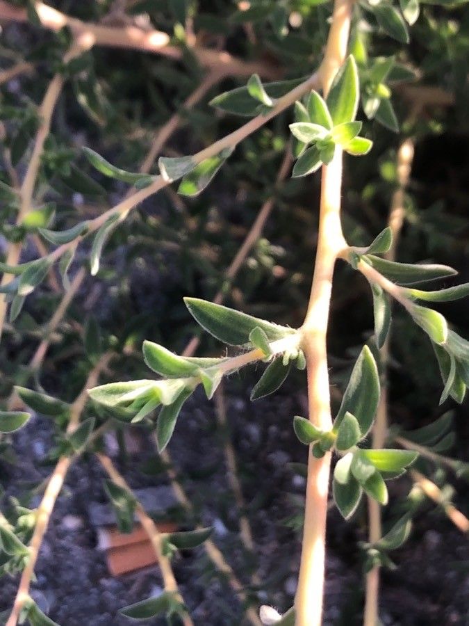 Amaranthus albus leaf