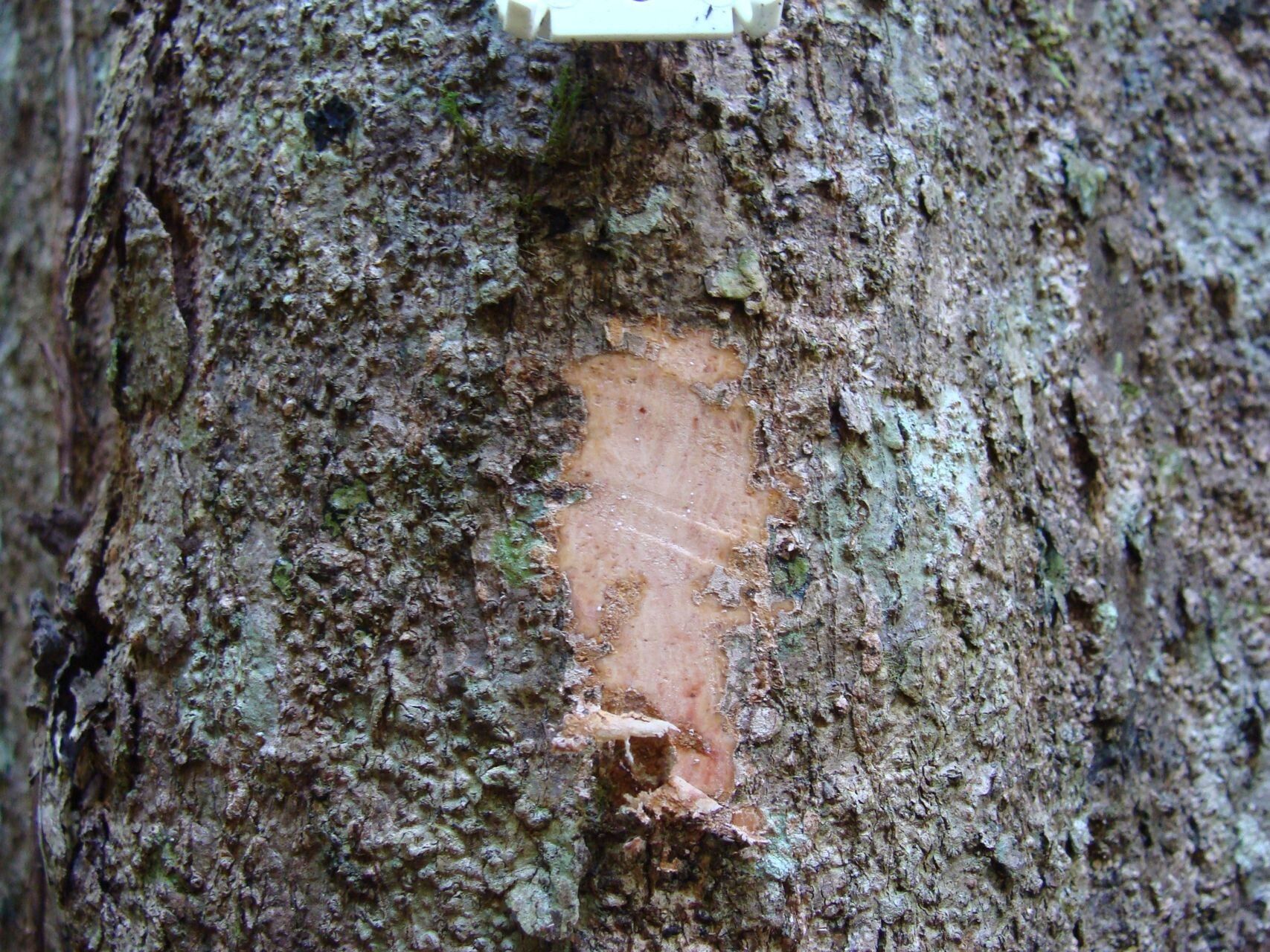 Pycnandra sarlinii bark