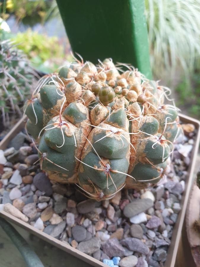 Gymnocalycium eurypleurum leaf