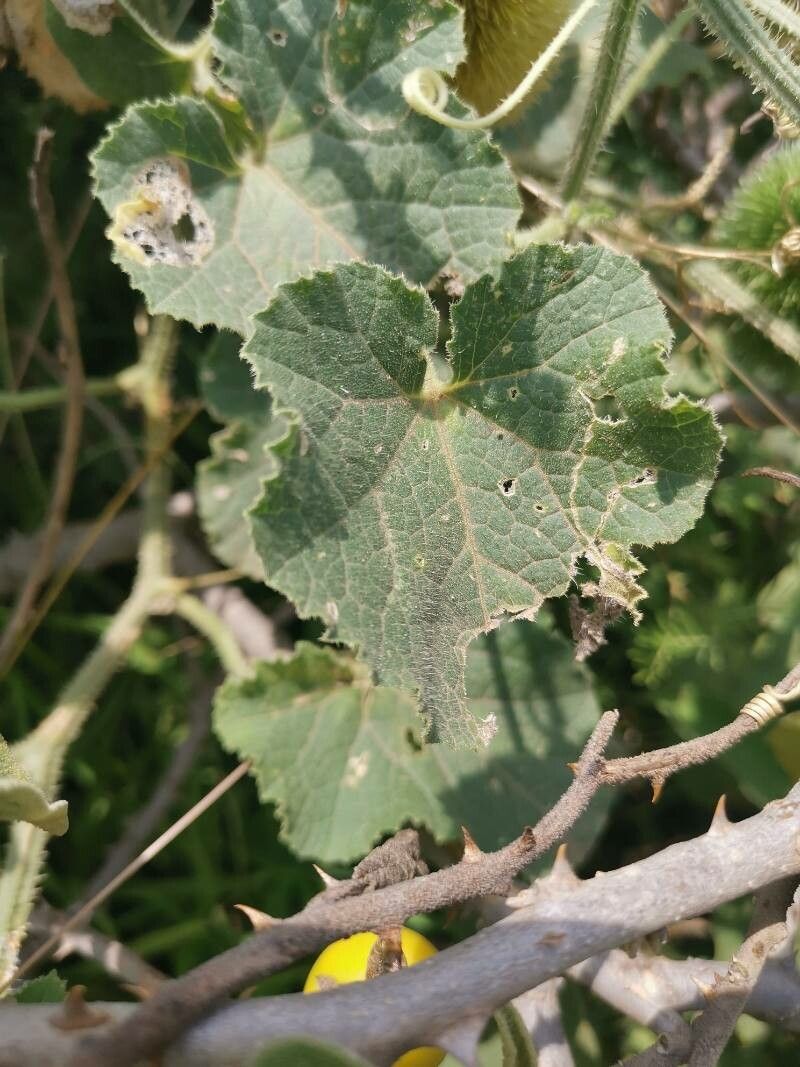 Momordica foetida — search result for 'Momordica'