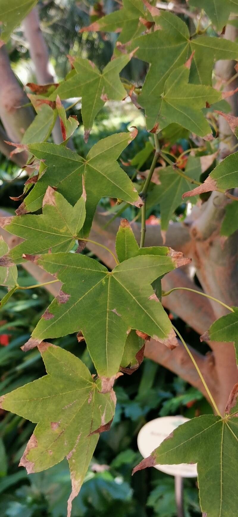 Acer serrulatum leaf