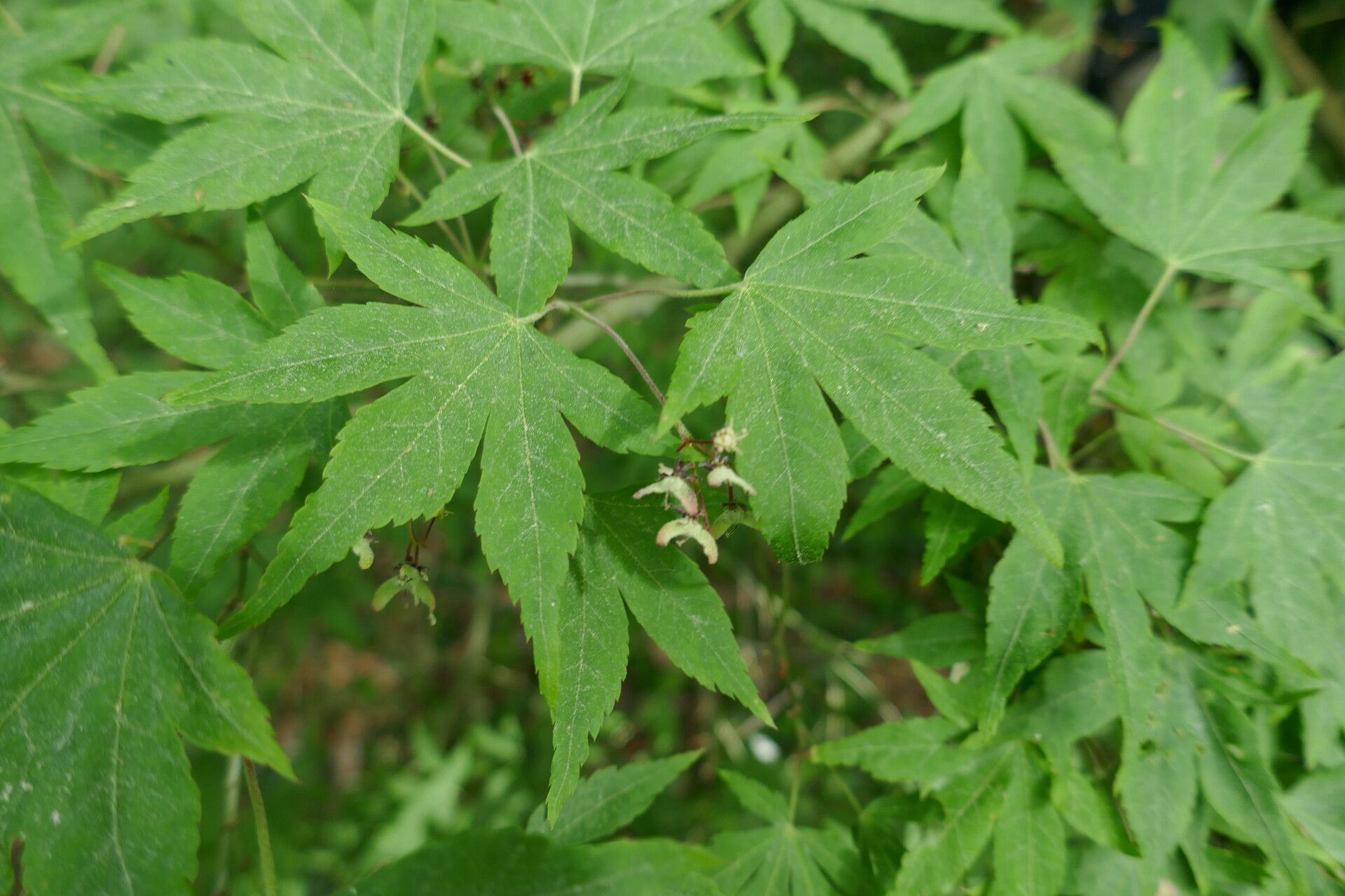 Acer pauciflorum — houseplant care guide