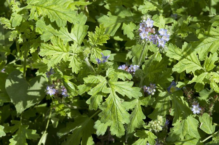 Phacelia rupestris habit