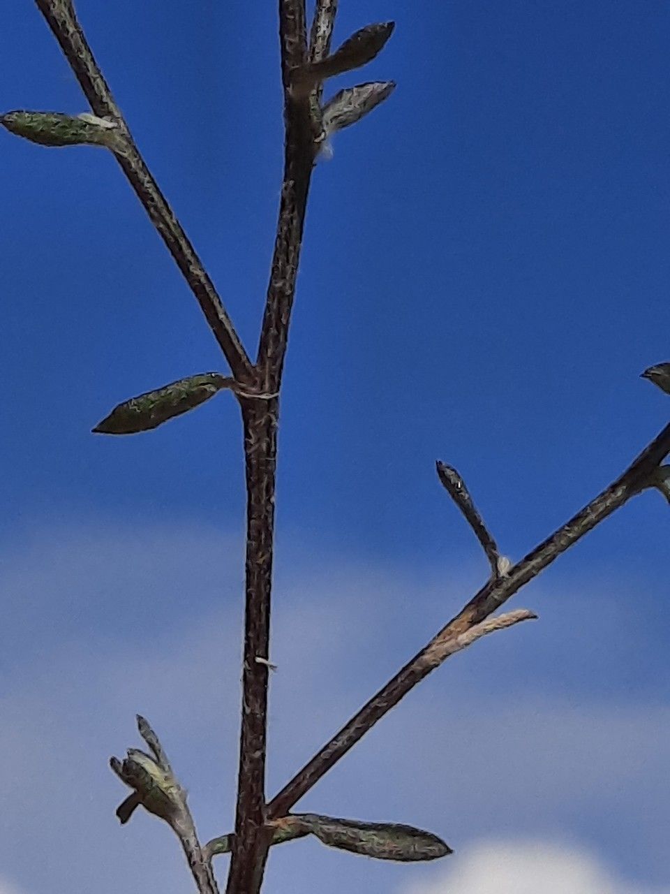 Centaurea paniculata leaf