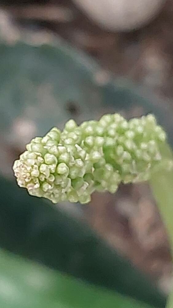 Dracaena aethiopica fruit