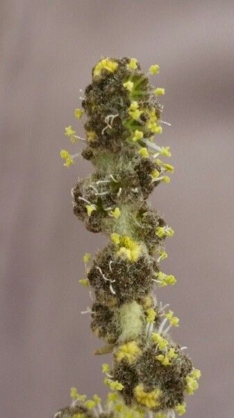 Atriplex imbricata flower