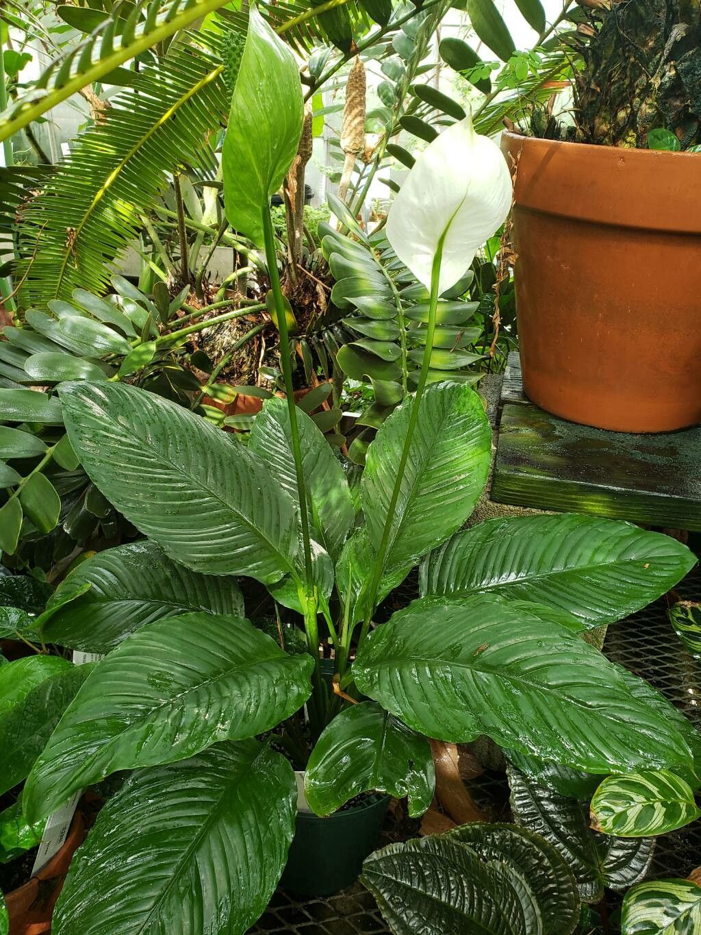 Spathiphyllum phryniifolium habit