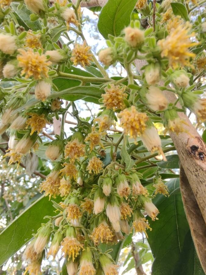 Verbesina virginica flower