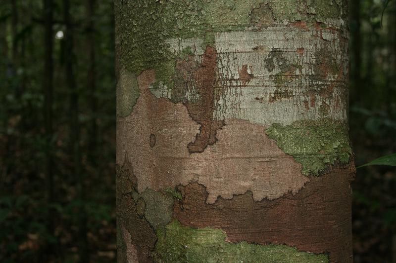 Protium aracouchini — related species from the same genus