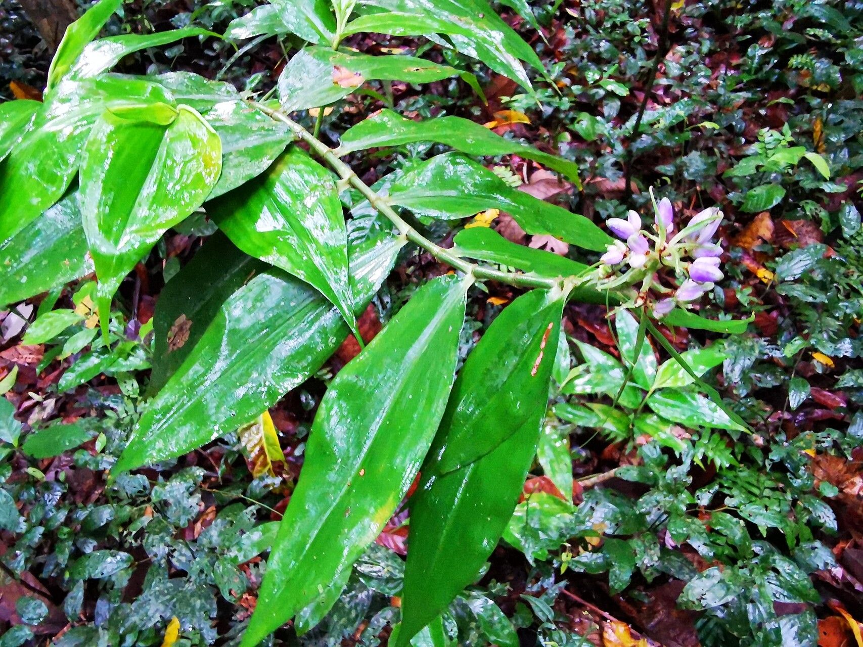 Dichorisandra villosula habit