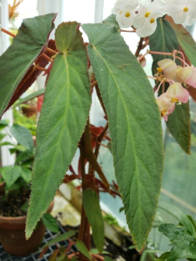 Begonia juliana — houseplant care guide