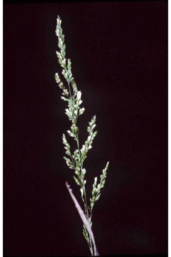 Sphenopholis obtusata — houseplant care guide