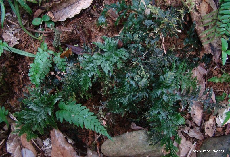 Trichomanes humile habit