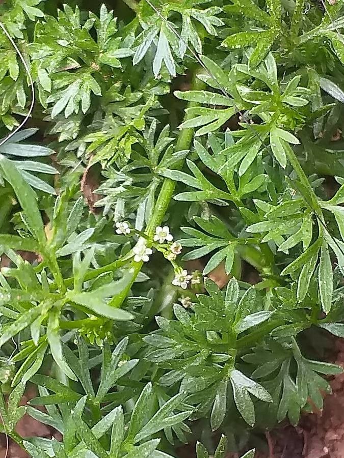 Cyclospermum leptophyllum flower