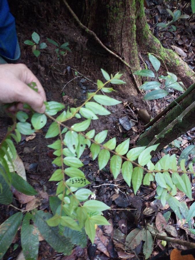 Strychnos tomentosa leaf