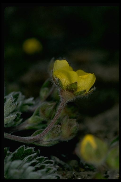 Potentilla morefieldii flower