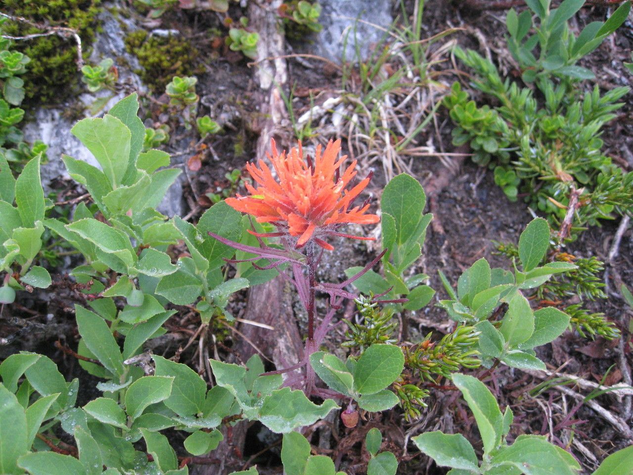 Castilleja rupicola habit