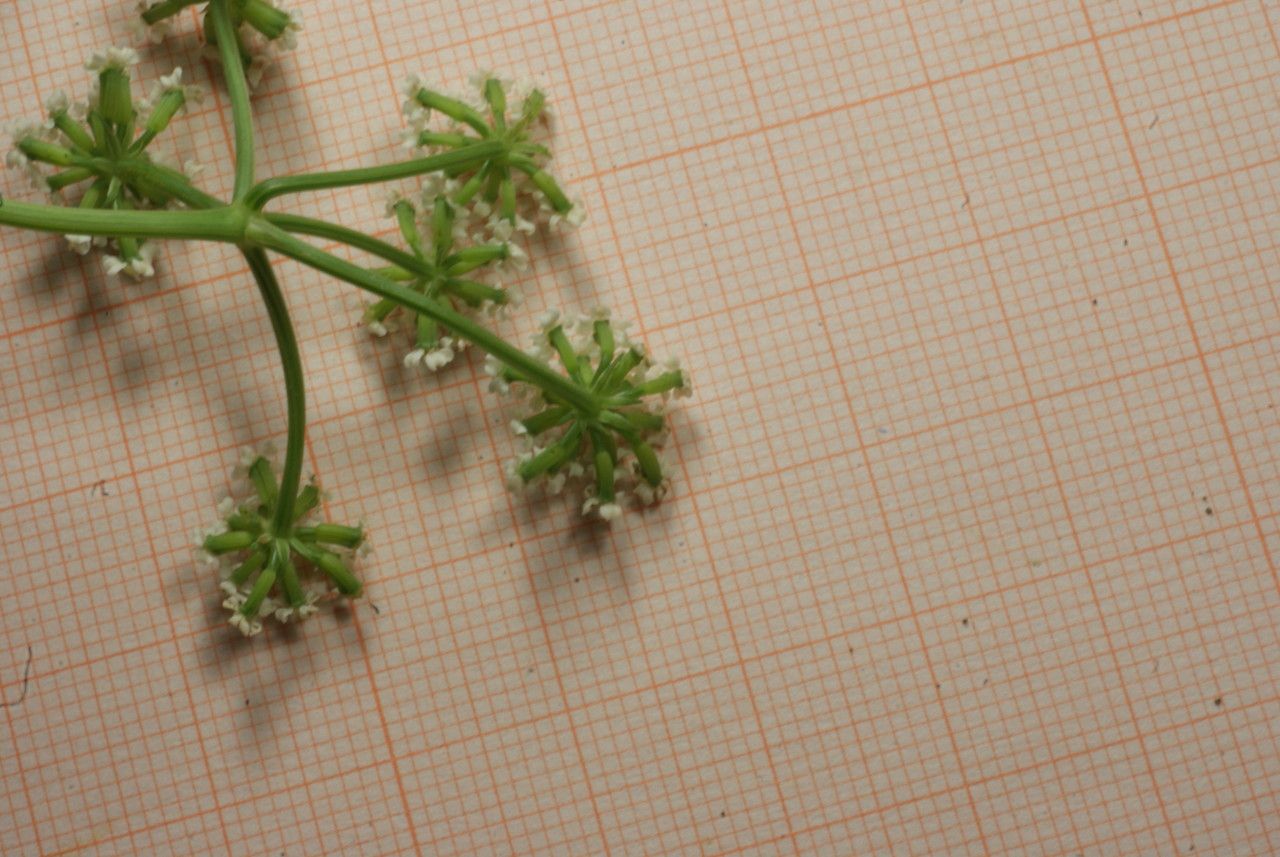 Bunium pachypodum flower