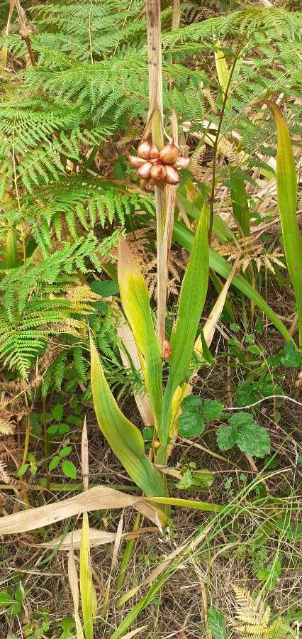 Watsonia meriana — search result for 'Iridaceae'