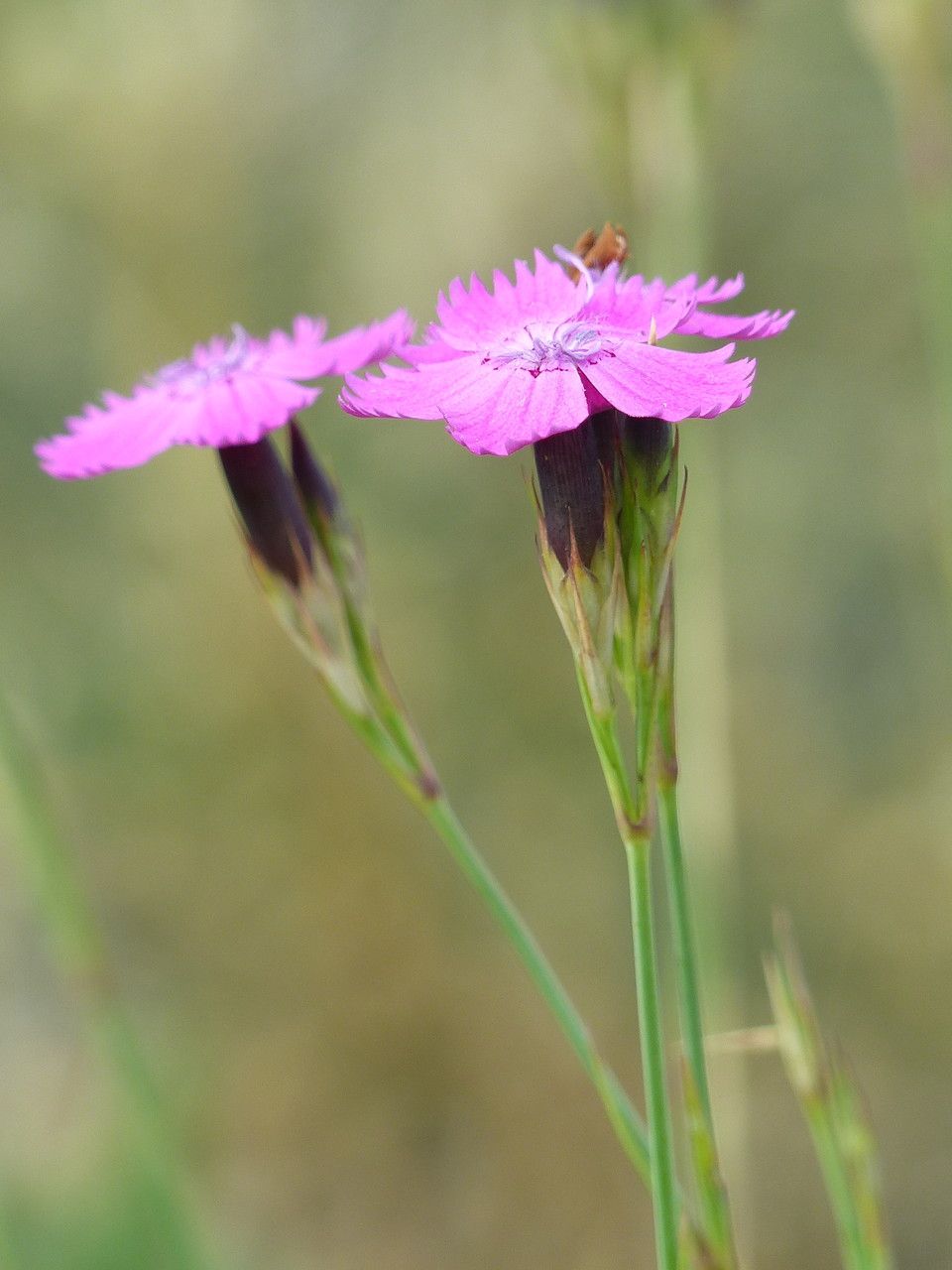 Dianthus scaber flower