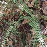Asplenium monanthes