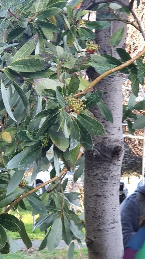 Drimys winteri fruit