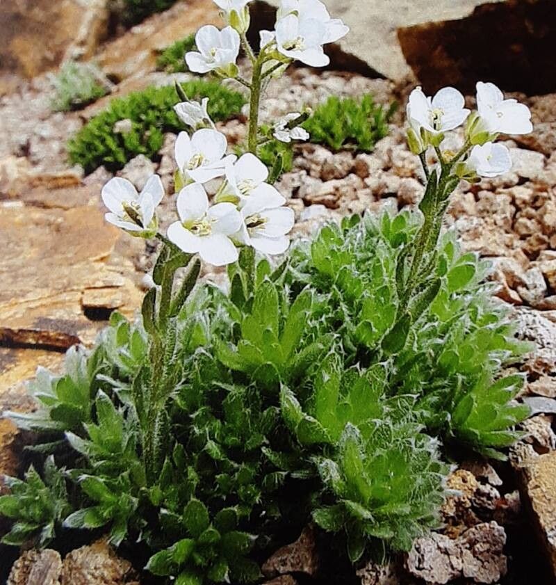 Arabis androsacea — related species from the same genus