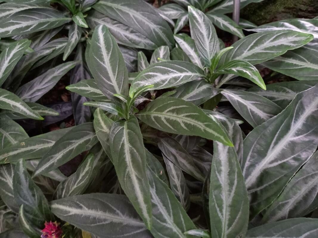 Justicia scheidweileri habit