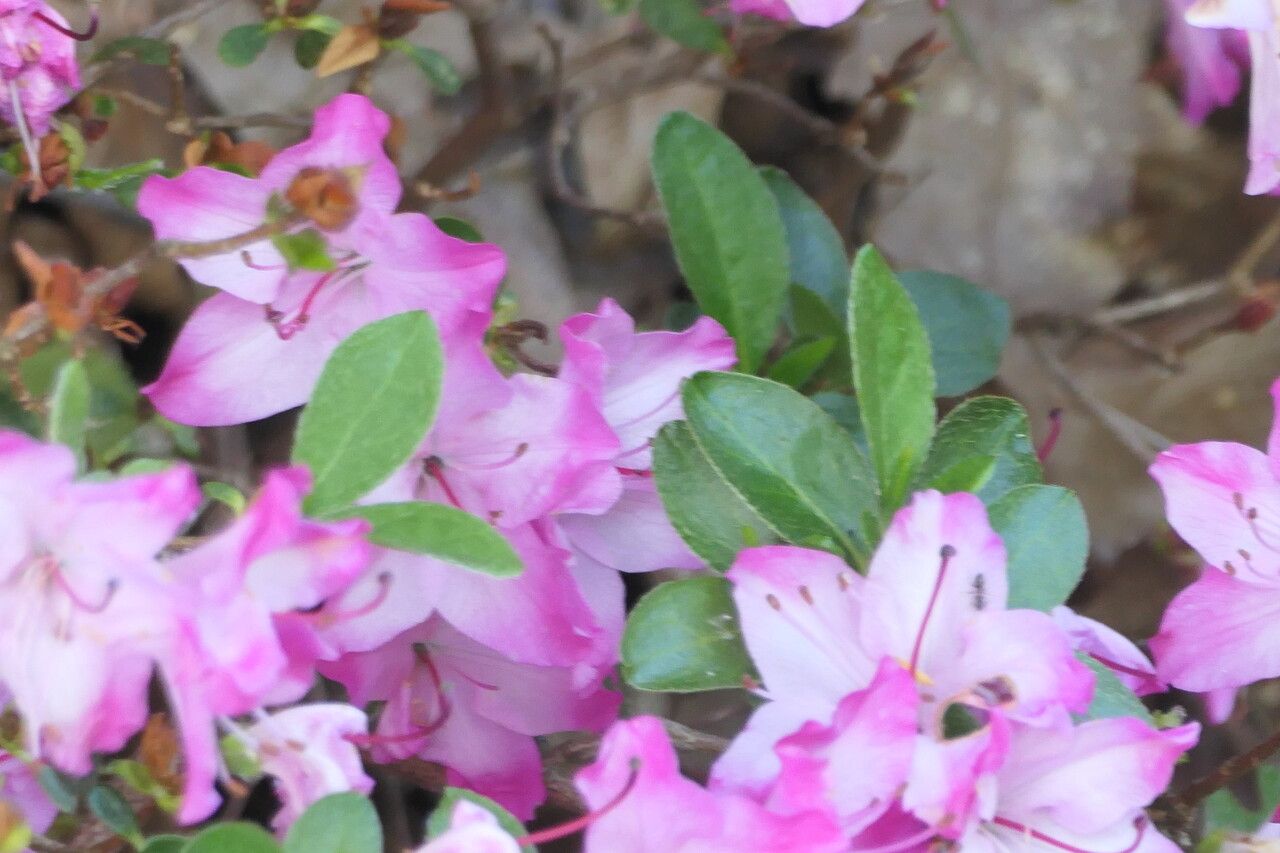 Rhododendron kiusianum — search result for 'Rhododendron'