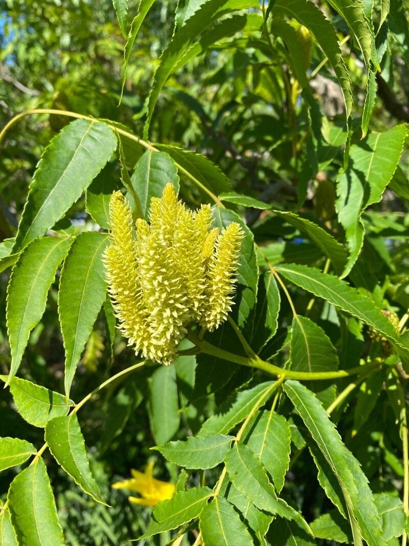 Platycarya strobilacea flower
