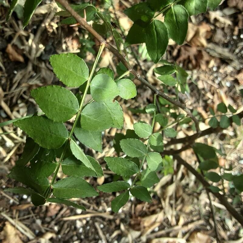 Zanthoxylum schinifolium leaf