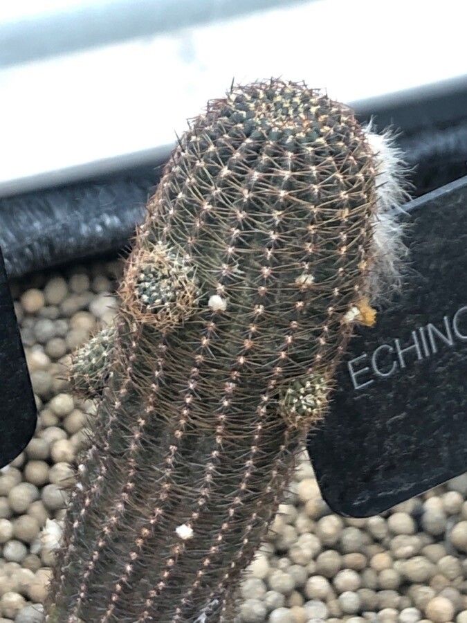 Echinopsis hertrichiana — search result for 'Echinopsis'
