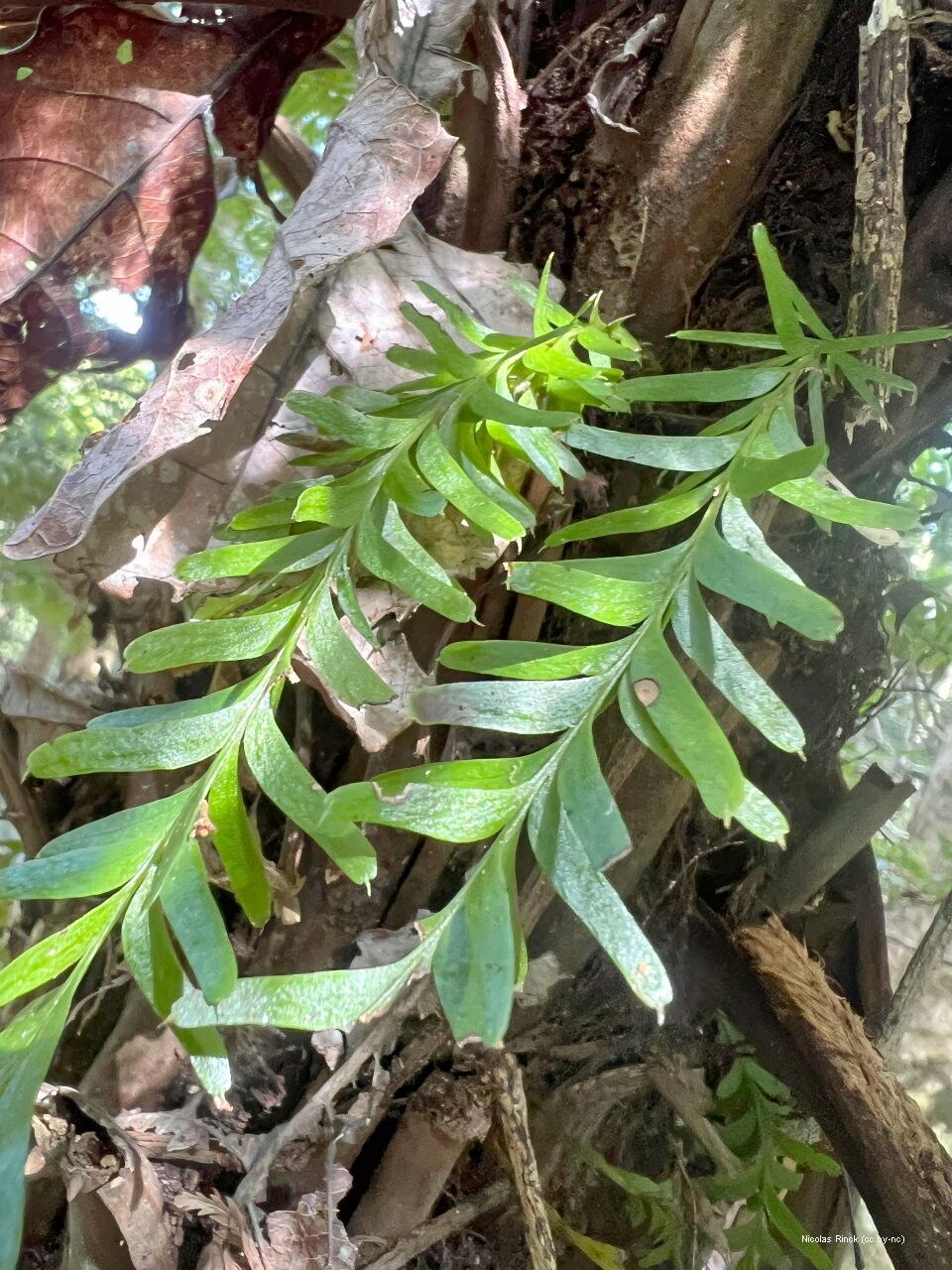 Tmesipteris sigmatifolia — houseplant care guide