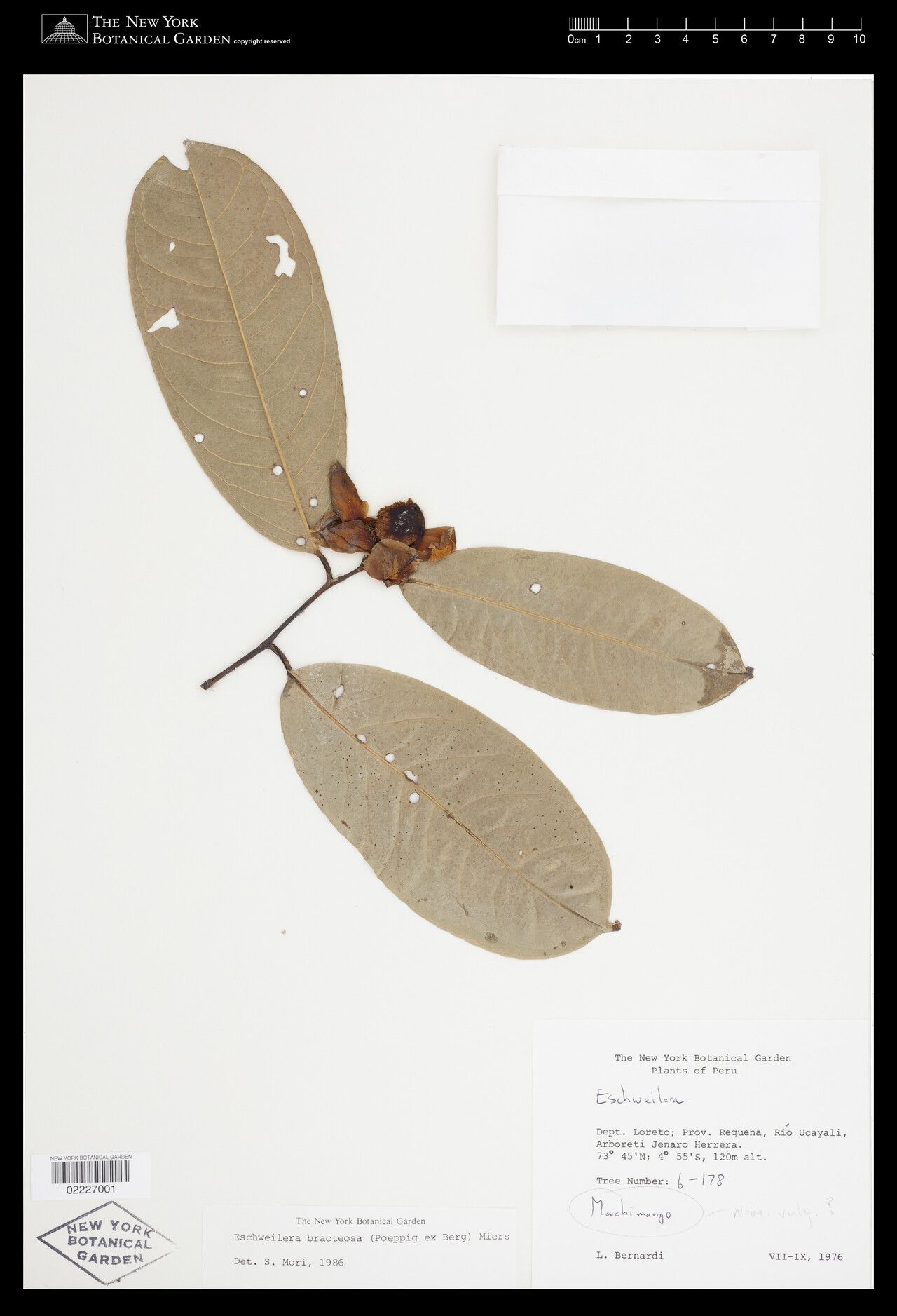 Eschweilera bracteosa fruit