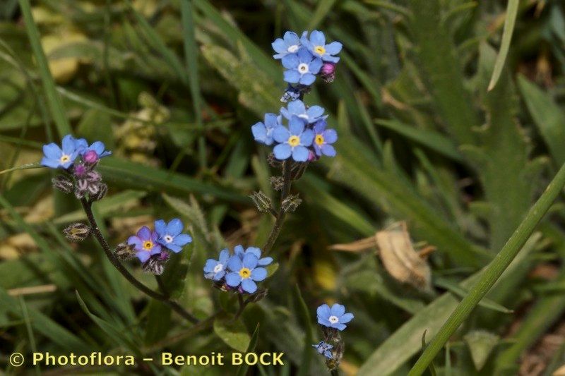 Myosotis atlantica habit