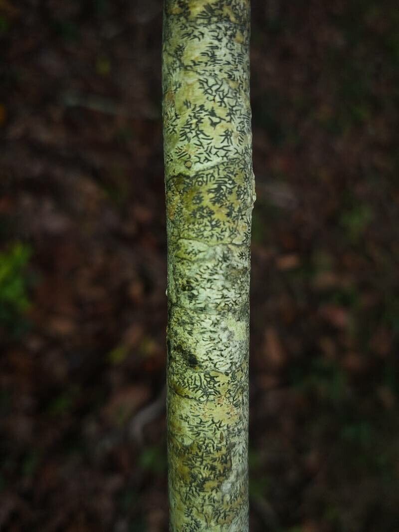 Morella pensylvanica bark