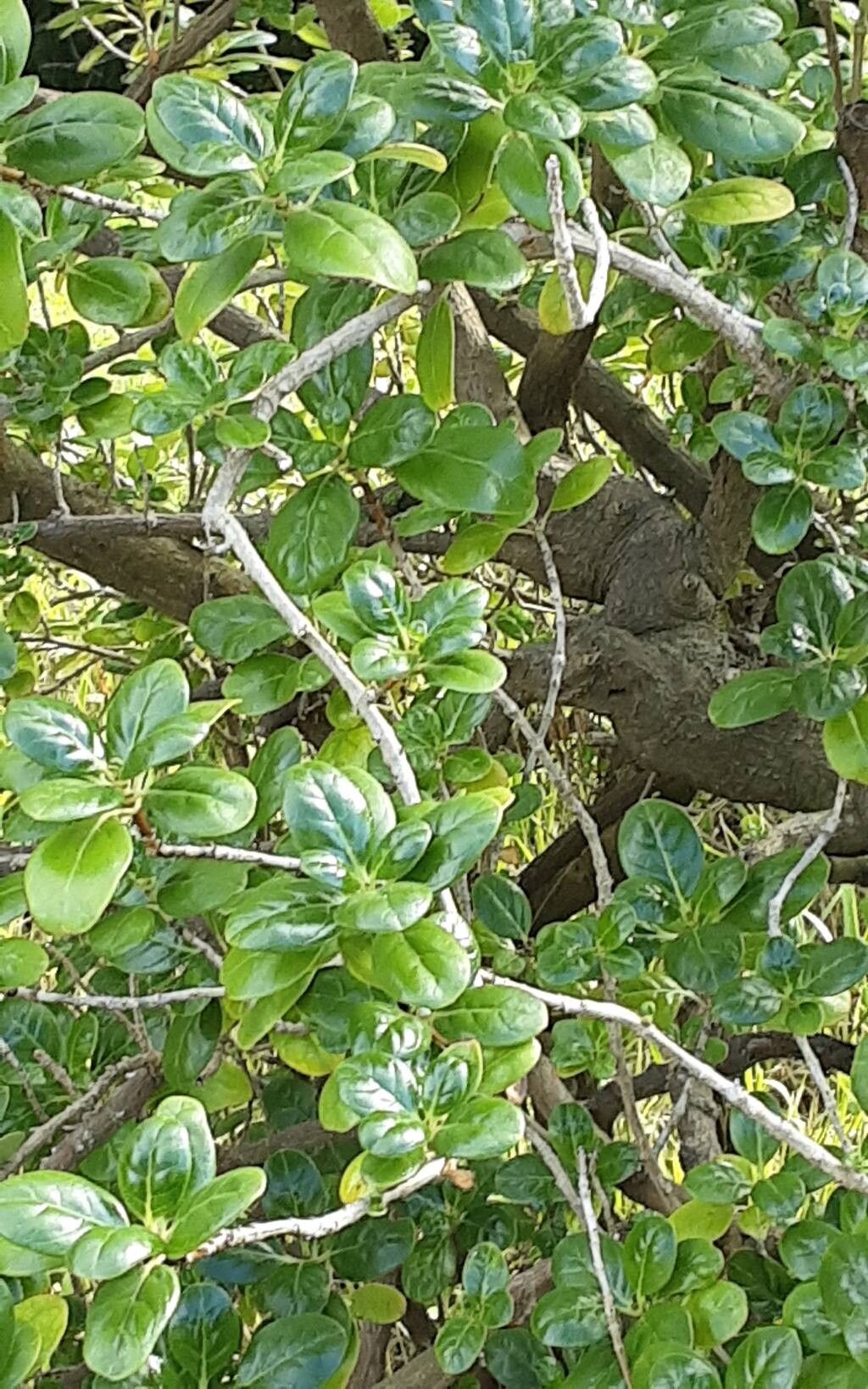 Coprosma montana habit