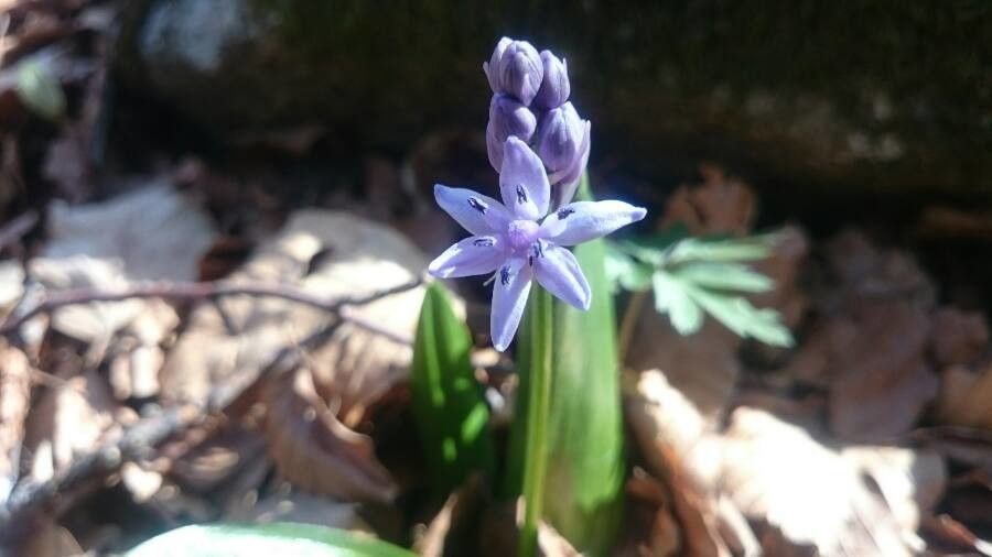 Scilla lilio-hyacinthus flower