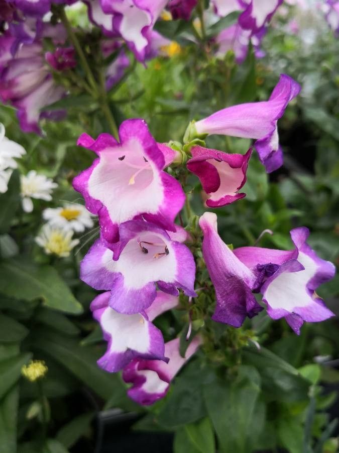 Penstemon hartwegii flower