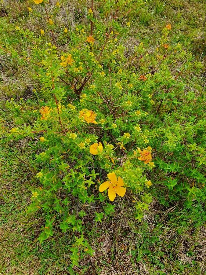 Hypericum revolutum flower