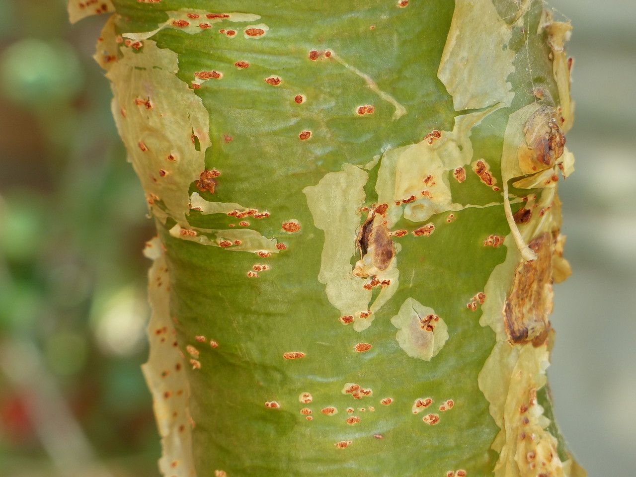 Commiphora marlothii bark