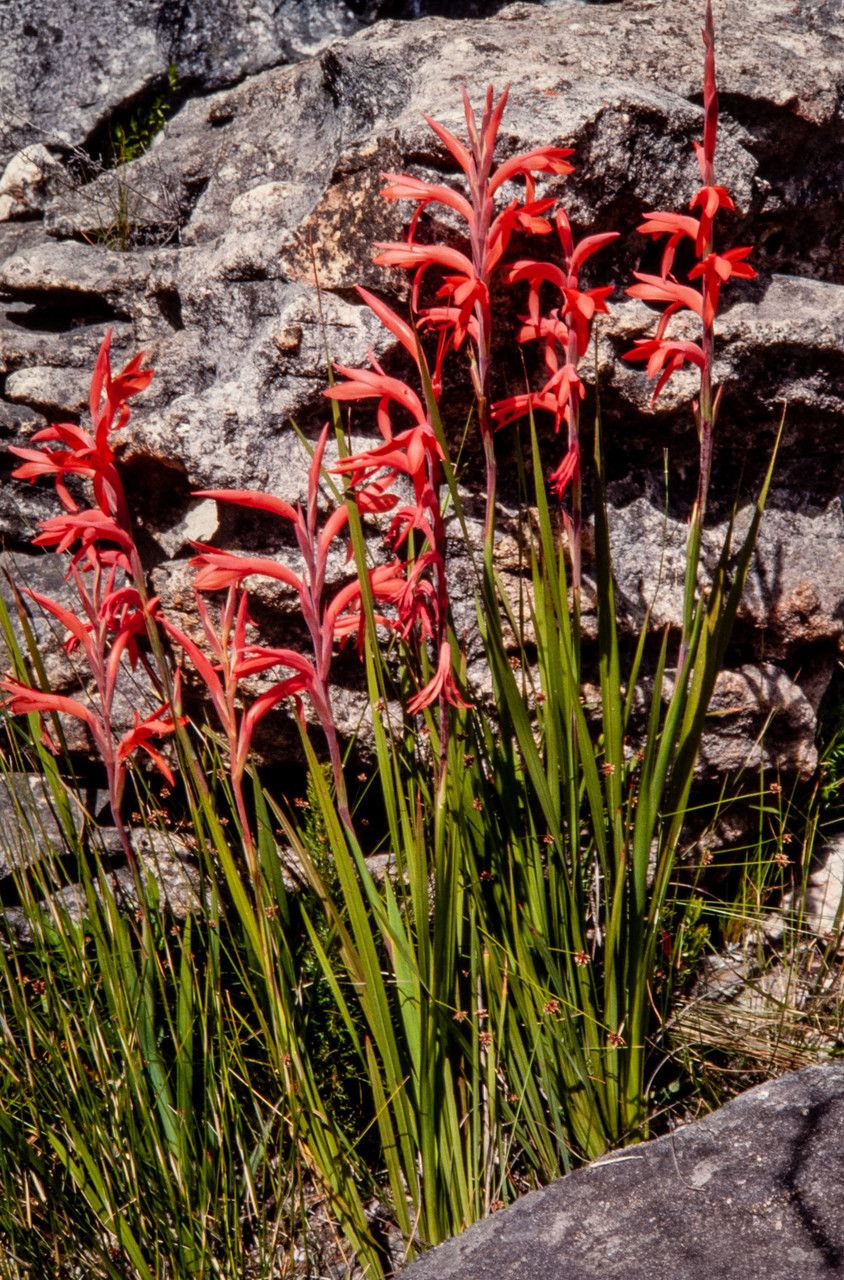 Watsonia gladioloides habit
