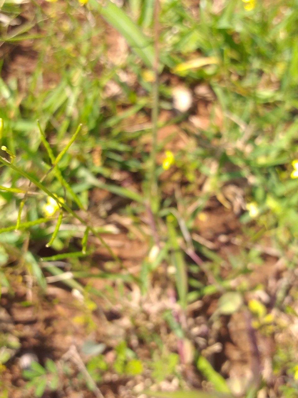Diplotaxis muralis fruit