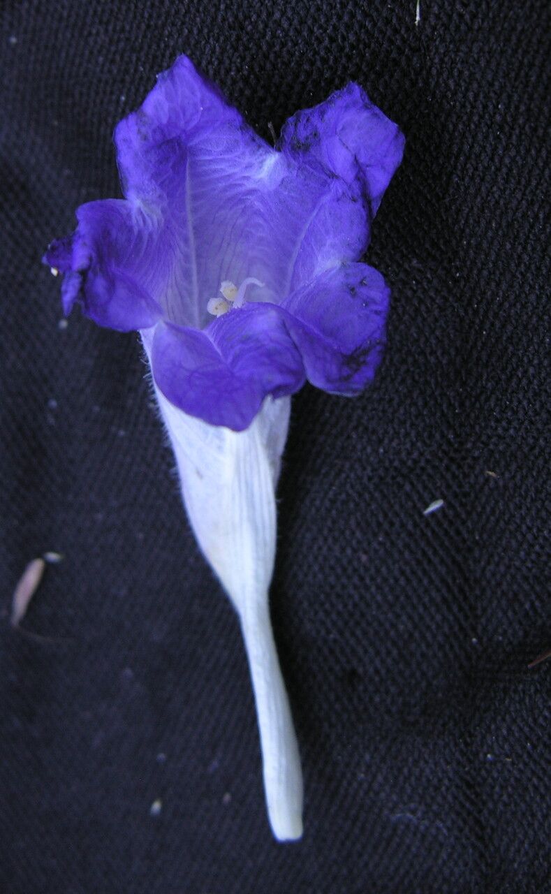 Strobilanthes lamiifolia flower