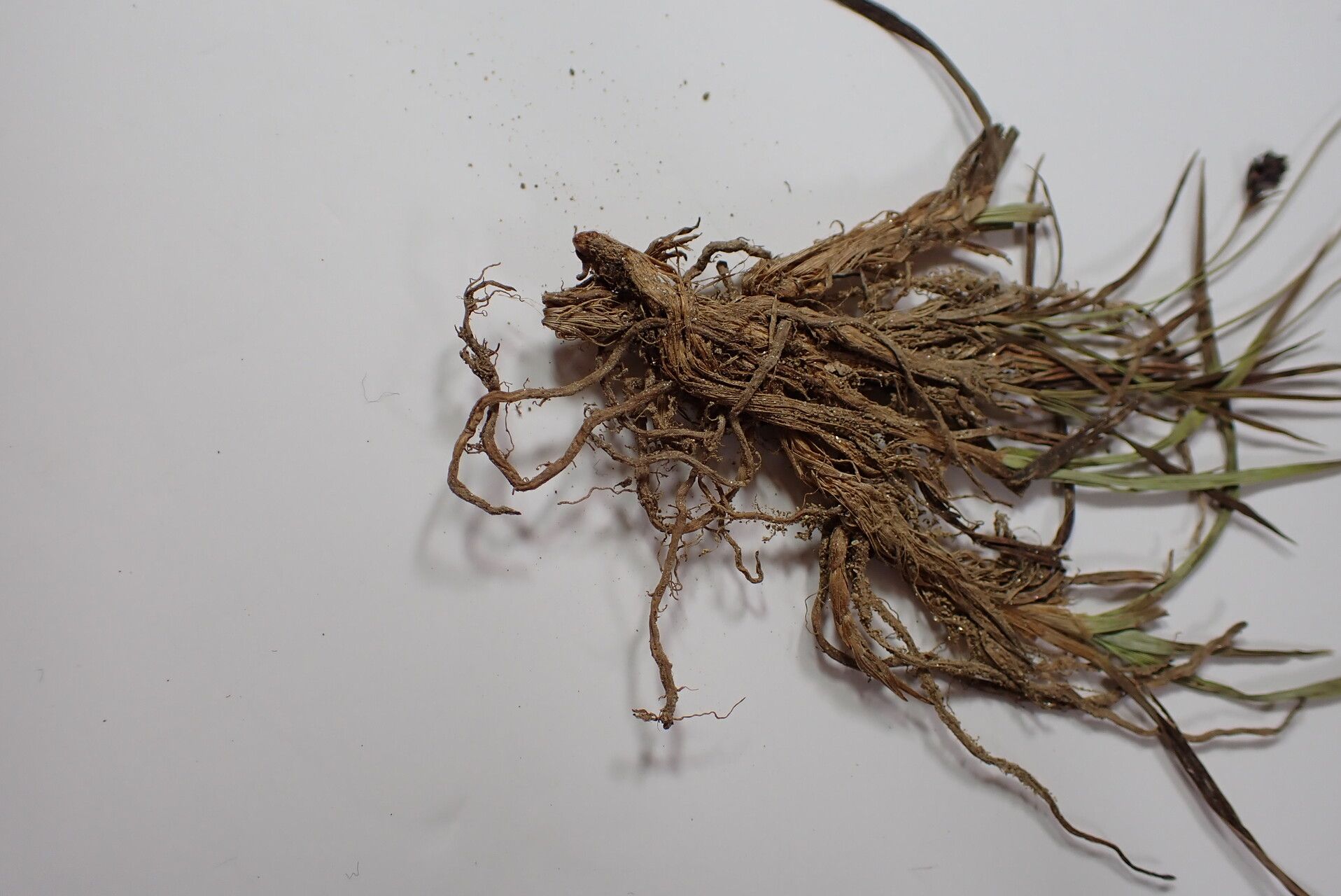 Carex gracilenta bark