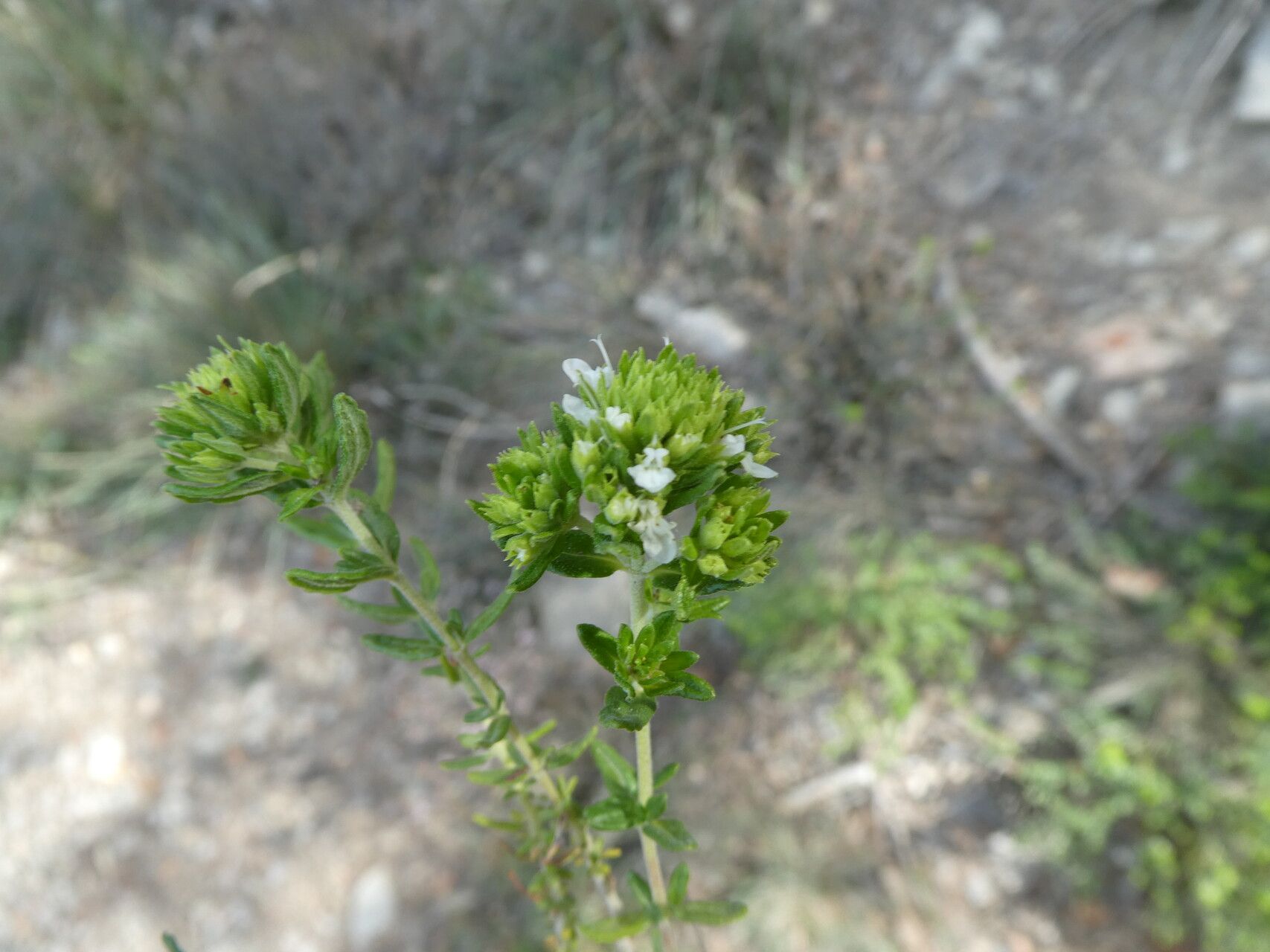 Teucrium aragonense flower