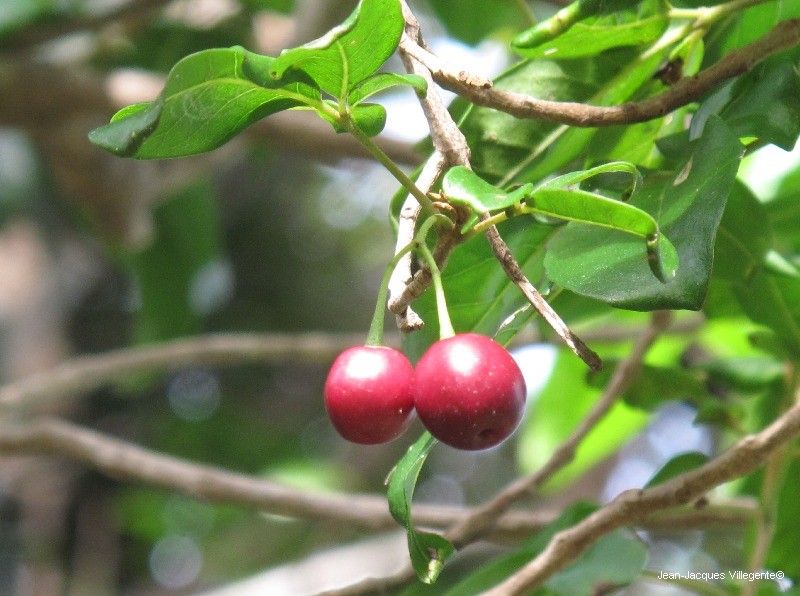 Vitex collina fruit