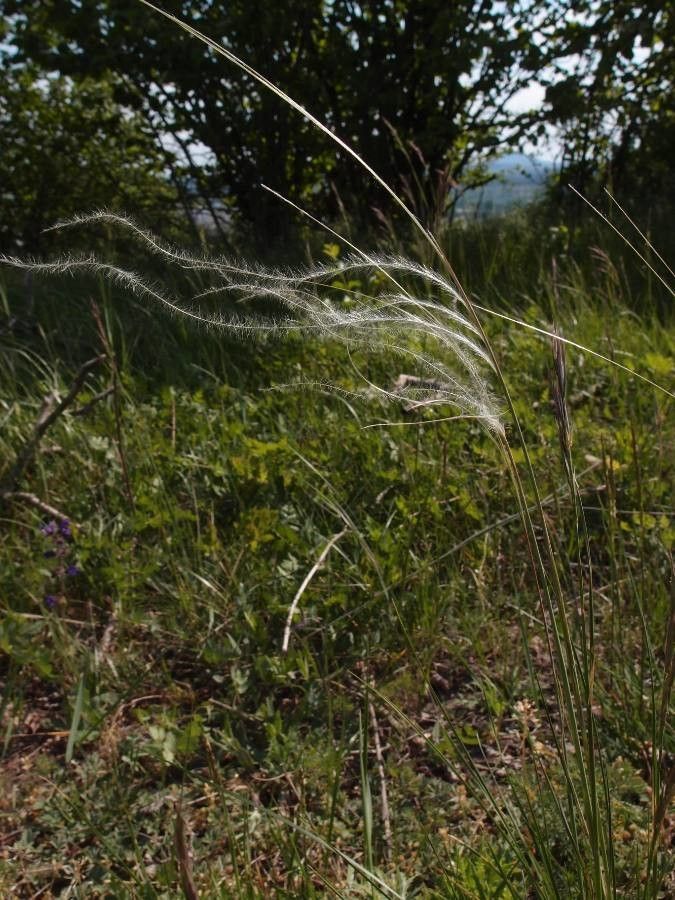 Stipa pennata flower