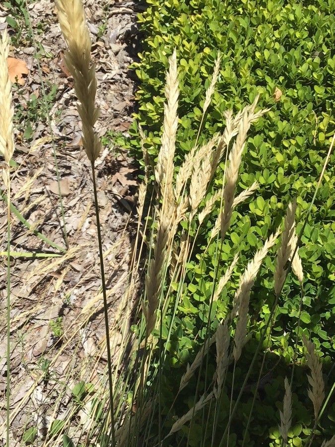 Anthoxanthum amarum fruit