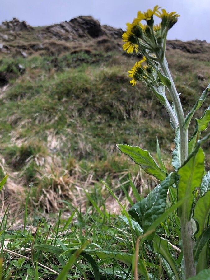 Tephroseris helenitis — related species from the same genus